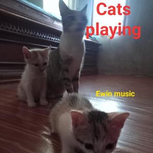Cats playing