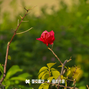 笑一哈反正我都能自理