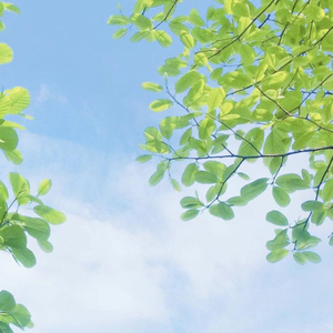 阿老表来对歌咯 (云南山歌)