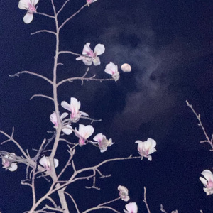 阳春起蛰