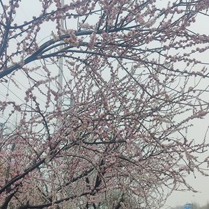 顺利