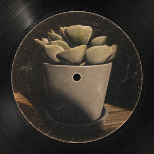 Succulent