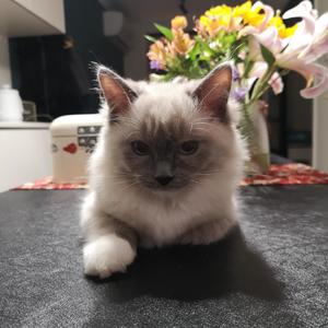 夜街 钢琴版（肖宇梁）（翻自 肖宇梁Rainco）