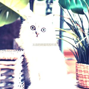 微妙的小猫心情