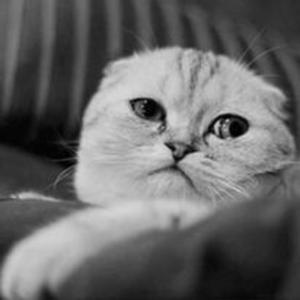 thằng điên in love