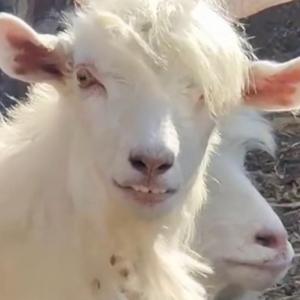 放羊记 （cover 快乐的扑满 邵丽棠）