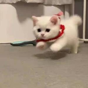 [Free]再见，你好