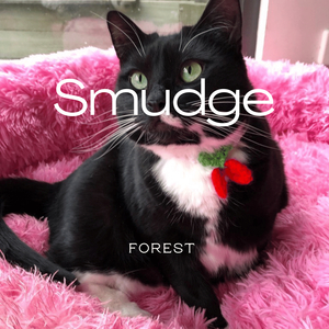 Smudge