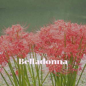 Belladonna