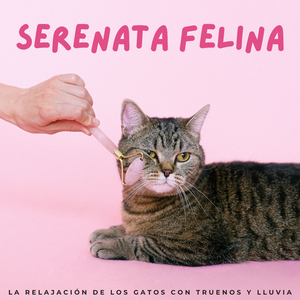 Canción De Cuna Para Los Gatos