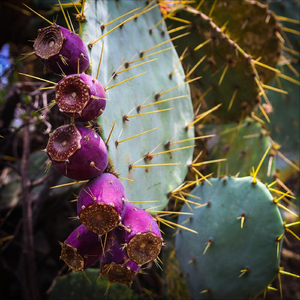 Hoy (Pet Heads Remix)