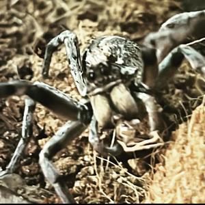 Crawl