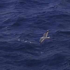 你的出现就是我生活的帆（prod.by EVOMUSIC）