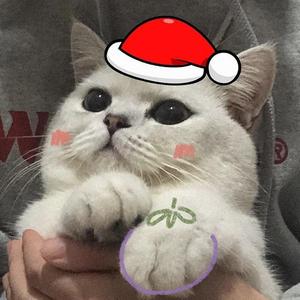 啊肩萨