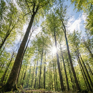 Song of the sunbeam (ひだまりの詩Remix)