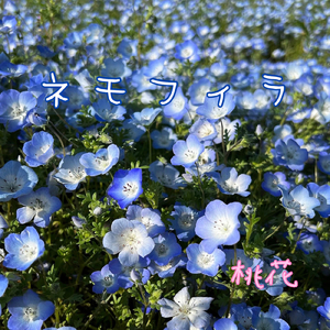 ネモフィラ