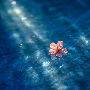 桜が散る頃までに