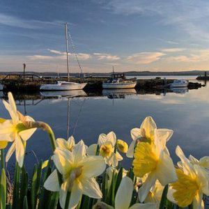 黄花香 (放松吉他)