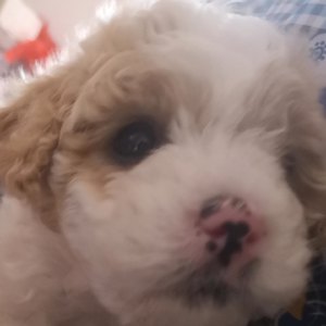 夜幕狂舞就是跳