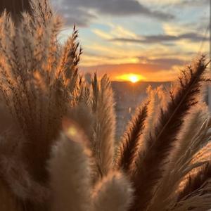 Plush Shinjuku Records