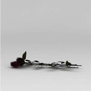 她是枯萎的最后一朵