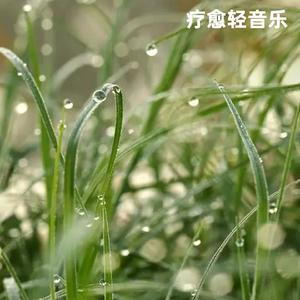 晨练养生太极纯音乐・阴阳调和的韵律