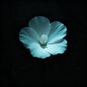 黑暗中生长的花 (Cover 张晓晗)