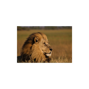 “Leões na Marcha “