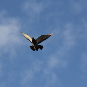 HOPE-T - 夜闯秋名山