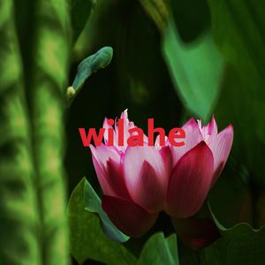 wilahe