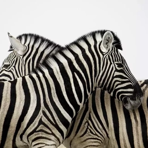 寂寞是因为思念谁