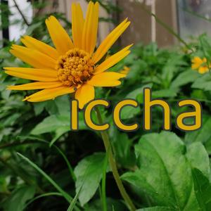 Iccha