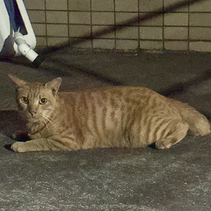 どうかしてるよ (feat.初音ミク)