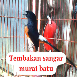 Tembakan Sangar Murai Batu (Live)