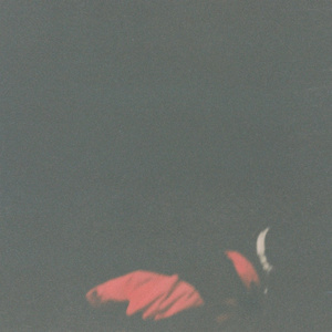 rabbits