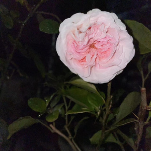 愿爱无忧-清唱版