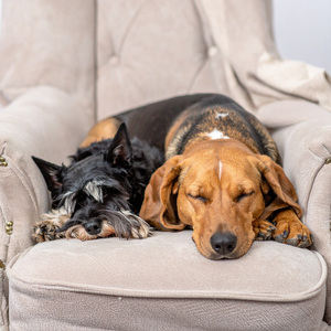 Serenidad Gentil Compañera