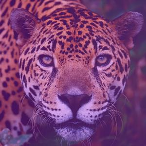 D.O.E. (feat. Elena King)