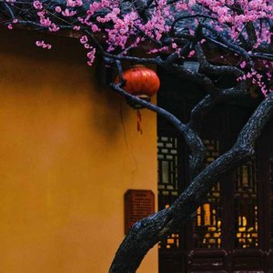 听风见日悟沧桑