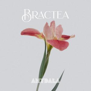 Bractea