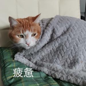 触摸不到的你(COVER：余佳运