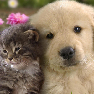 安眠曲快速入睡