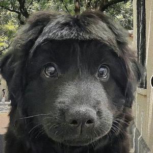 虚拟（AI孙燕姿）