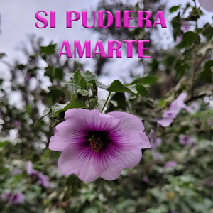 La Loica