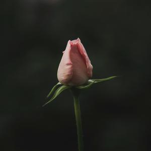 As Flores Vão Florir (Portuguese Version)