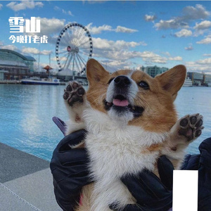 今晚打老虎-唐老鸭-整曲