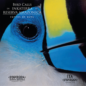 Piha Gritona (Lipaugus vociferans)