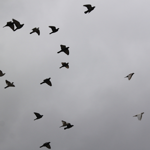 Imoun Edo Ma Panta Eleipa