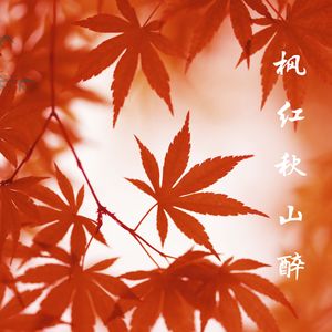 竹影清风 (吉他)