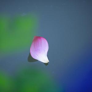 粉白莲花瓣 (8)